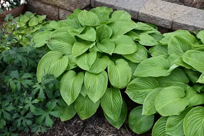 Hosta 'Aphrodite' plant with lush, green foliage.