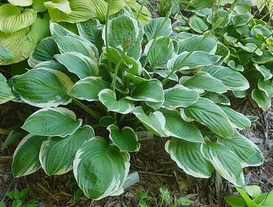 Hosta 'Blazing Saddles' plant with cream and green variegated leaves.