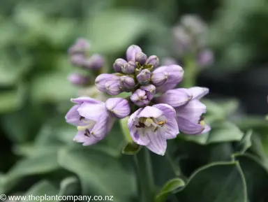 hosta-blue-mouse-ears--4