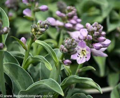 hosta-blue-mouse-ears--5