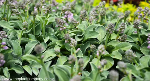 hosta-blue-mouse-ears--6