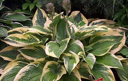 Hosta 'Brim Cup' plant with variegated foliage.