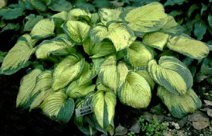 Hosta 'Colour Glory' plant.