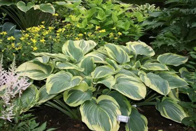 Hosta 'Earth Angel' plant with blue and yellow leaves.