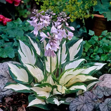 Hosta 'Fire And Ice' plant.