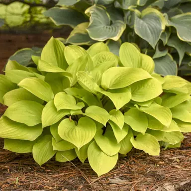 Hosta 'Fire Island' plant.