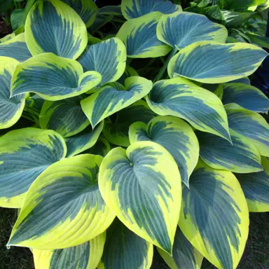 Hosta 'First Frost' plant with blue and yellow variegated leaves.