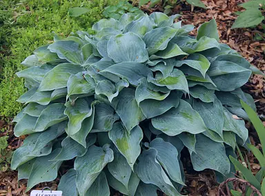 Hosta 'Flemish Sky' plant.