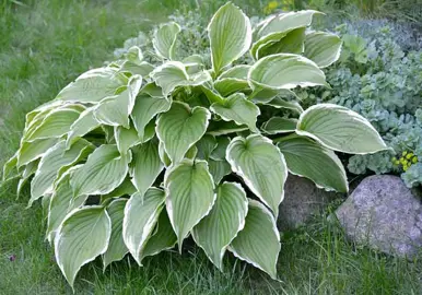 hosta-francee-