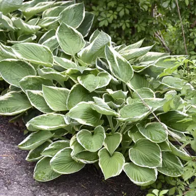 hosta-francee-1