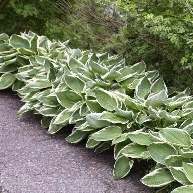 hosta-francee-2