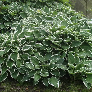 hosta-francee-3