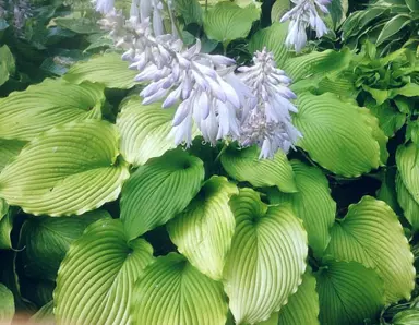 hosta-golden-falls-1