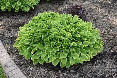 Hosta 'Golden Tiara' plant.