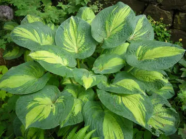 Hosta 'Great Expectations' plant with green and yellow variegated leaves.