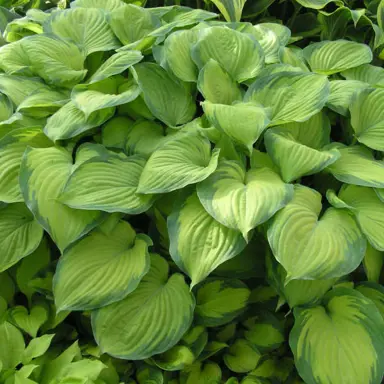 Hosta 'Guacamole' plant with two-tone green coloured foliage.