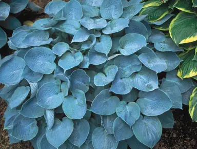 Hosta 'Hadspen Blue' plant with blue foliage.