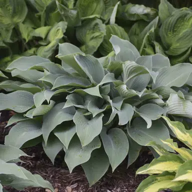 Hosta 'Halcyon' plant.