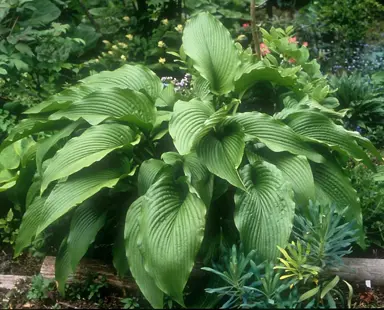 Hosta 'Jade Cascade' plant with lush, green foliage.