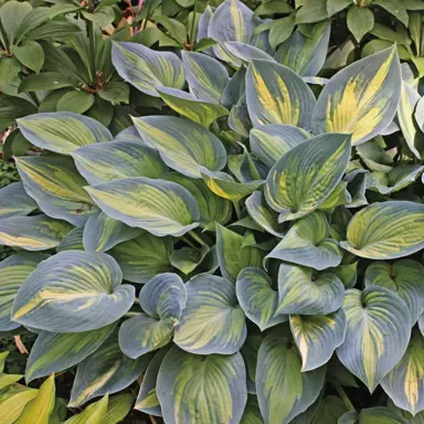 Hosta 'June' plant with variegated foliage.