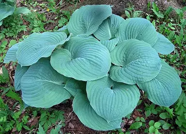 Hosta 'Kiwi Skyscraper' plant with blue foliage.