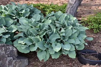 Hosta 'Krossa Regal' plants with lush, blue leaves.