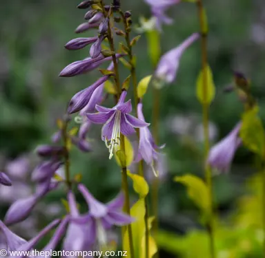 hosta-lemon-and-lime--1