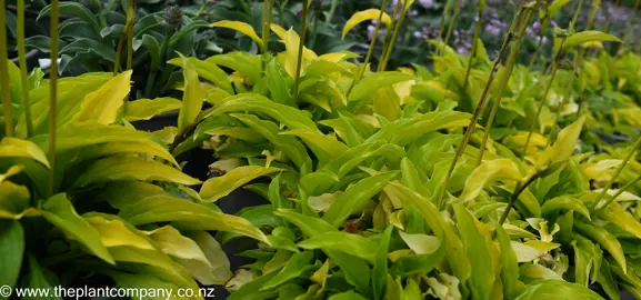 hosta-lemon-and-lime--3