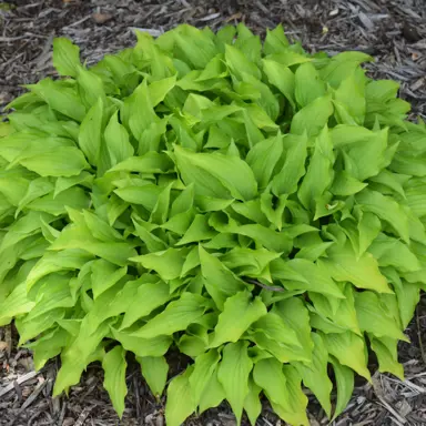 hosta-lemon-and-lime-