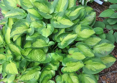 Hosta 'Little Sunspot' plant with green and yellow variegated leaves.