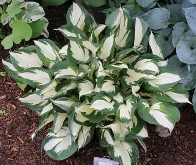 Hosta 'Loyalist' plant with cream and green leaves.