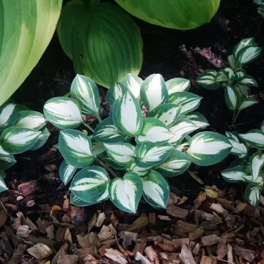 Hosta 'Pandoras Box' plant with cream and green leaves.