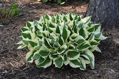 Hosta 'Patriot' plant with variegated leaves.