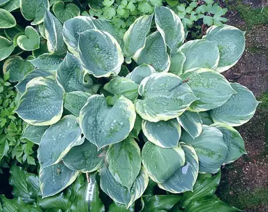 Hosta 'Pizzazz' plant with blue and white variegated leaves.