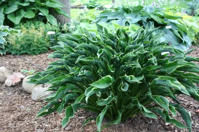 Hosta 'Praying Hands' with dark green foliage.