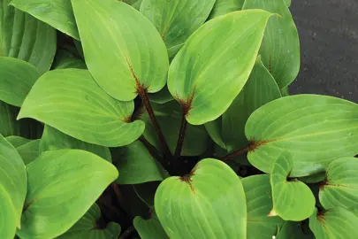 hosta-purple-heart-