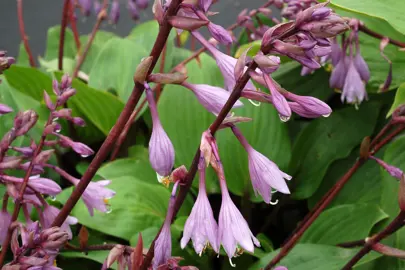 hosta-purple-heart-1