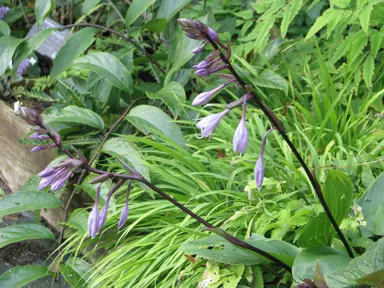 hosta-purple-heart-2