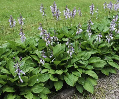 hosta-purple-heart-3