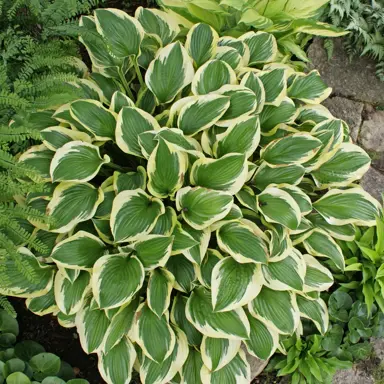 Hosta 'Queen Josephine' plant with variegated leaves.