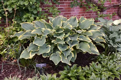 Hosta 'Sagae' plant with green and cream variegated leaves.