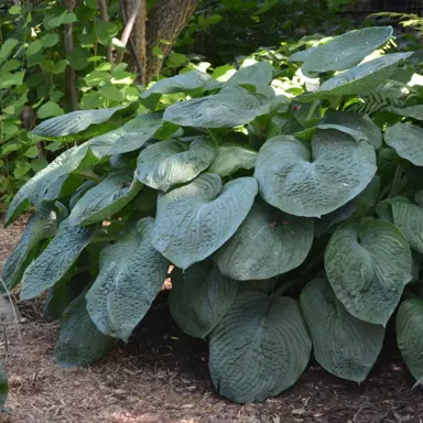 hosta-elegans-1