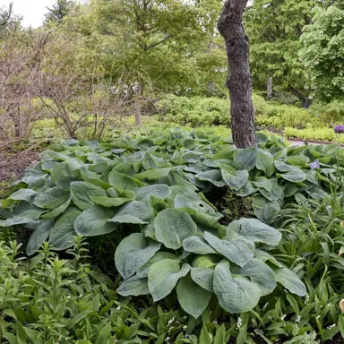 hosta-elegans-2