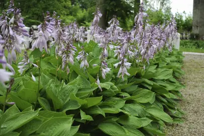 hosta-elegans-5