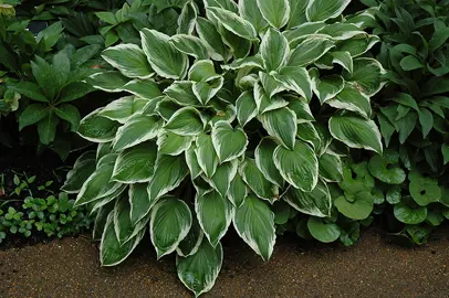 hosta-so-sweet-1