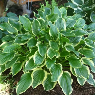 hosta-so-sweet-2