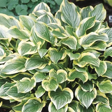 hosta-so-sweet-4