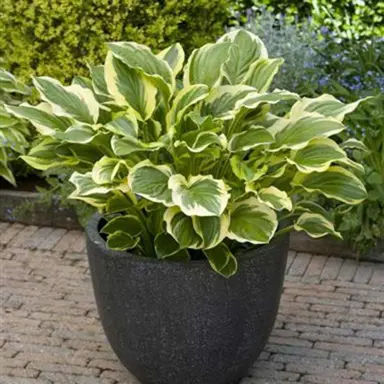 hosta-so-sweet-5