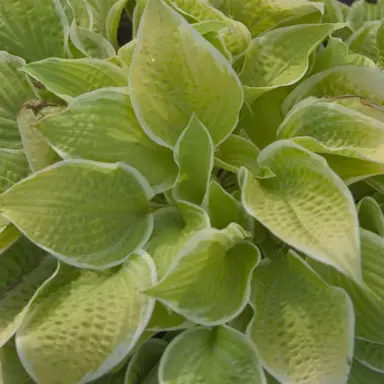 Hosta 'St Elmo's Fire' plant with yellow-green foliage.