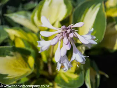 hosta-stained-glass--1